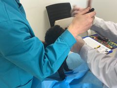 -喜多萌中农锦绣动物医院24H·猫科·牙科MRI·CT