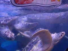 -海合安武汉极地海洋公园