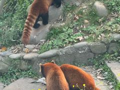 -都江堰中华大熊猫苑