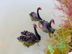 -春晖园度假酒店温泉