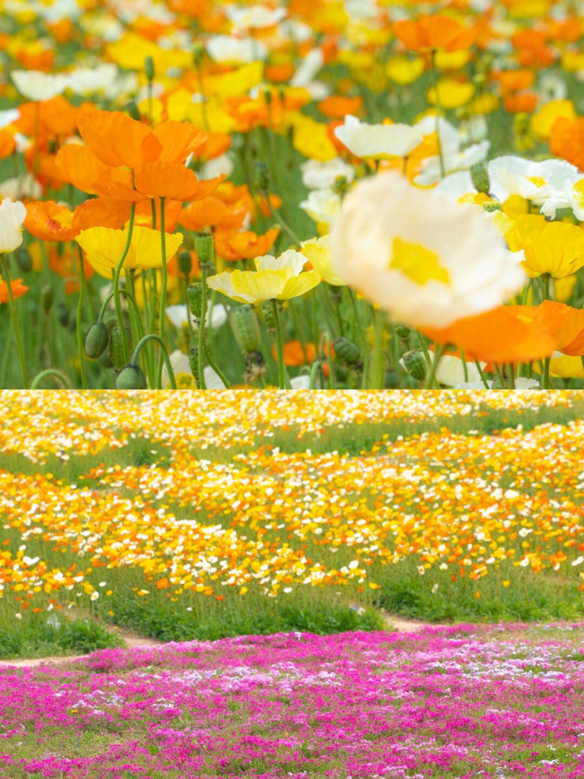 2024 年,紫谷伊甸园正式开园啦!