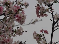 -天适樱花悠乐园