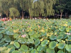 -莲花池公园