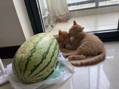 -派联宠物医院·24h·CT·异宠