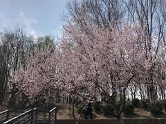 -大兴滨河森林公园