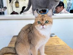 -猫小院猫主题餐厅(南锣旗舰店)