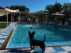 -爪吧宠物乐园 (温榆河示范区店)