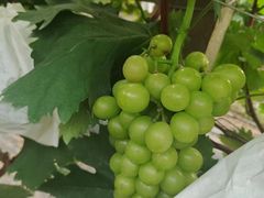 -马陆小张葡萄园农家乐