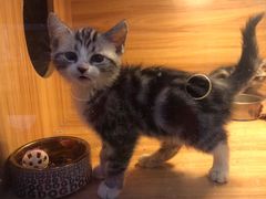 -喵百万·布偶·蓝金金渐层英短·猫舍(百子湾店)
