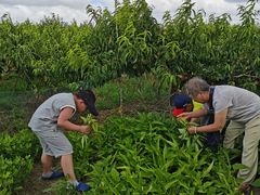 -樂桃源奉贤黄桃种植采摘基地