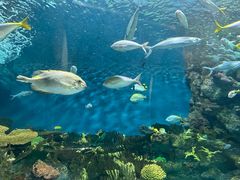 -上海海洋水族馆