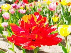 -长春公园(普阳街道)