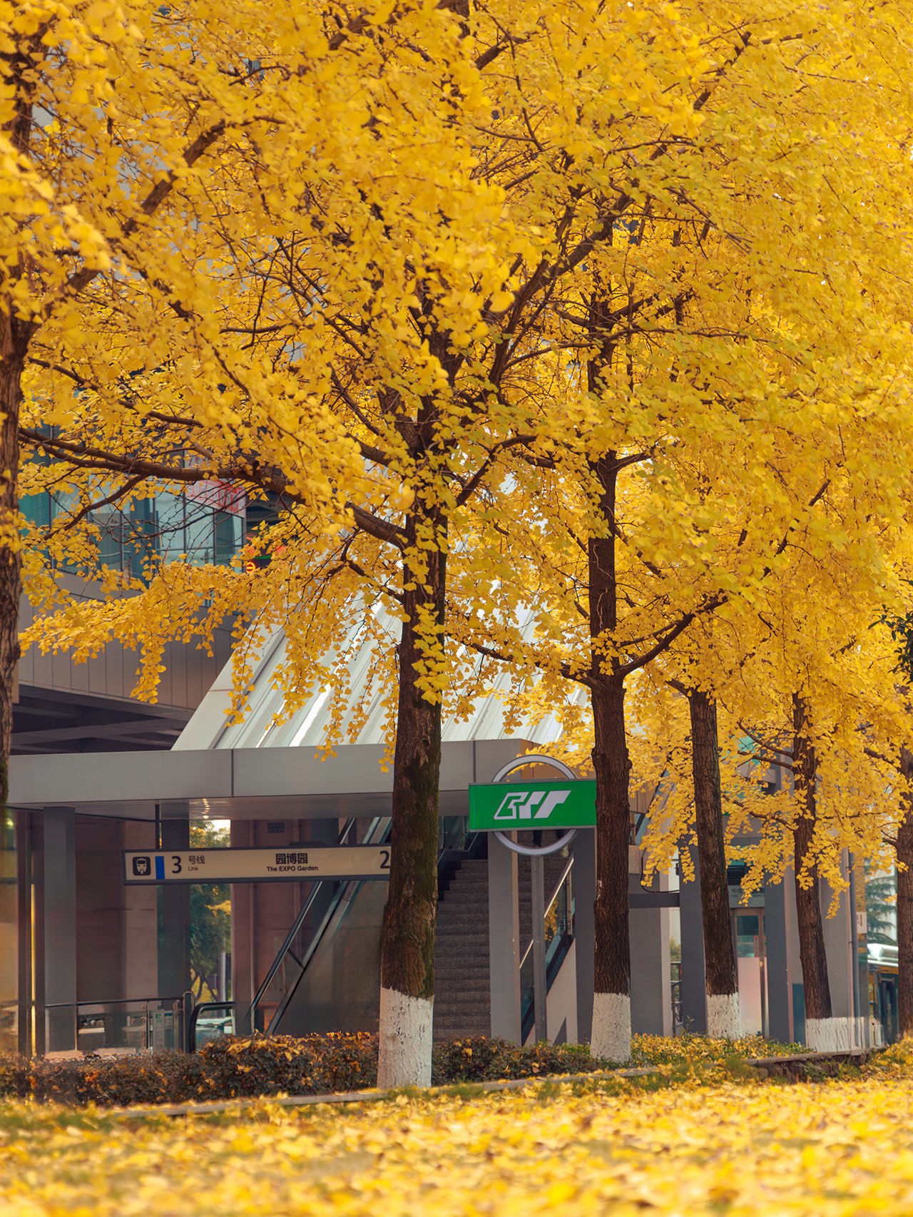 错过等一年!重庆最美地铁站银杏黄了!