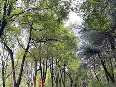 -镇江市南山风景名胜区竹林景区