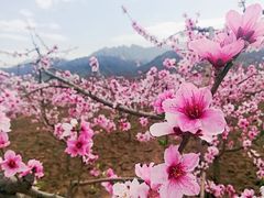 -西安青龙寺遗址景区