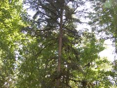 -五营红松林海景区