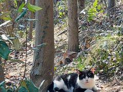 -上海佘山国家森林公园天马山园