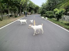 -石塘人家