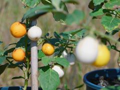 -中国天府农业博览园