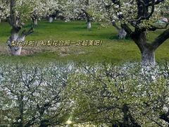 -祥源·阜阳生态乐园