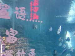 -烟台海昌鲸鲨海洋公园