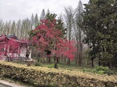 -洛阳市隋唐城遗址植物园