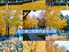 -西北湖绿化广场