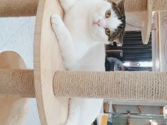 -喵园·猫主题咖啡厅·撸猫·猫咖(国贸店)