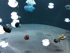 -新加坡海洋生态馆