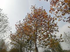 -大渡口区义渡公园