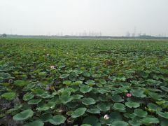 -天津东丽湖风景区