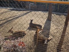 -合肥滨湖国家森林公园