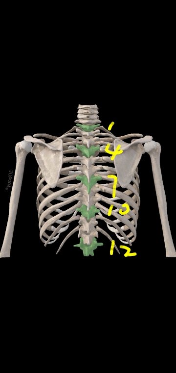 胸椎横突位置图片图片