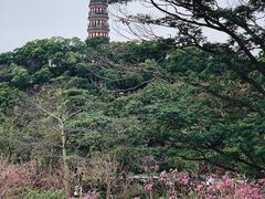 -顺峰山公园