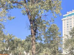 -中缅友谊树