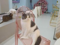 -糯米喵星人·撸猫猫舍咖啡馆(西市场嘉华店)