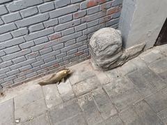 引路的鱼-后海16号·北京私房菜