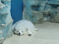 -华夏文旅海洋公园
