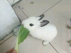 -保定市花鸟鱼虫市场