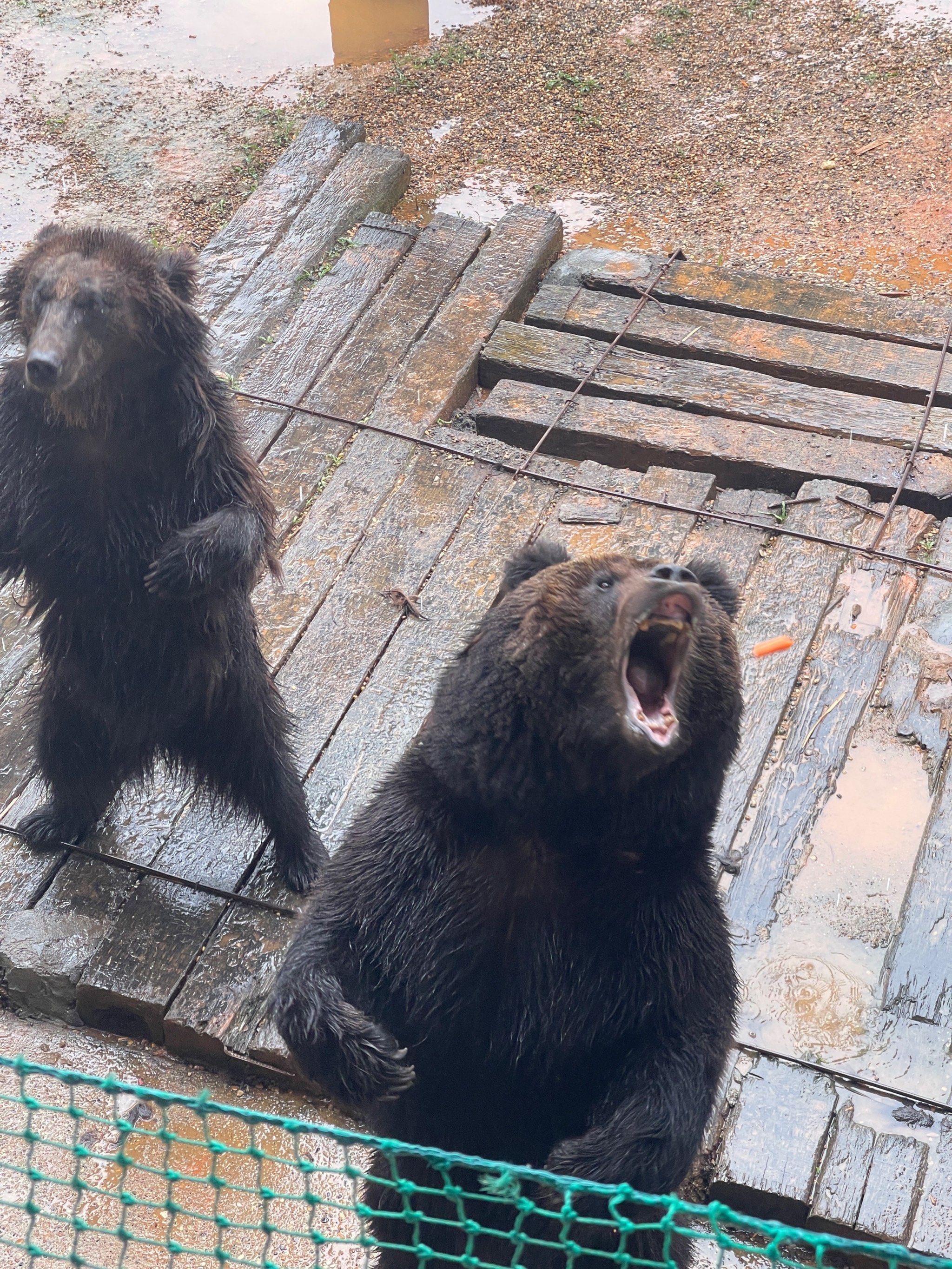 是什么动力让我一拖挑战高温游玩常德动物园[困]