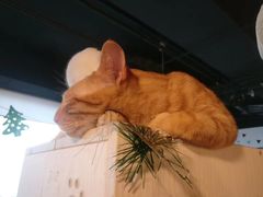 -Cappucimeow猫咪咖啡馆(韦伯时代店)