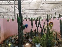 -海上花岛玫瑰园采摘