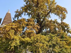 -北京石刻艺术博物馆(五塔寺)