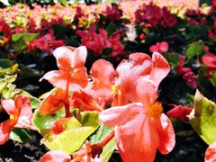 -黑龙江省森林植物园