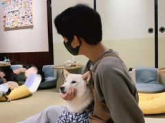 -逗柴咖啡屋·狗咖猫咖宠物桌游