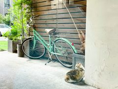 -猫里有甜