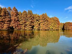 -上海海湾国家森林公园