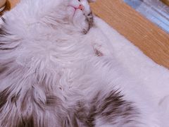 -猫腻·猫咖·撸猫馆(星光大道店)