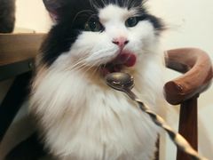 -楼上猫咖(罗湖店)