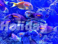 -成都浩海立方海洋公园